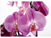Flis foto tapeta AG Orhideja FTNS-2459 | 360x270 cm Fototapete