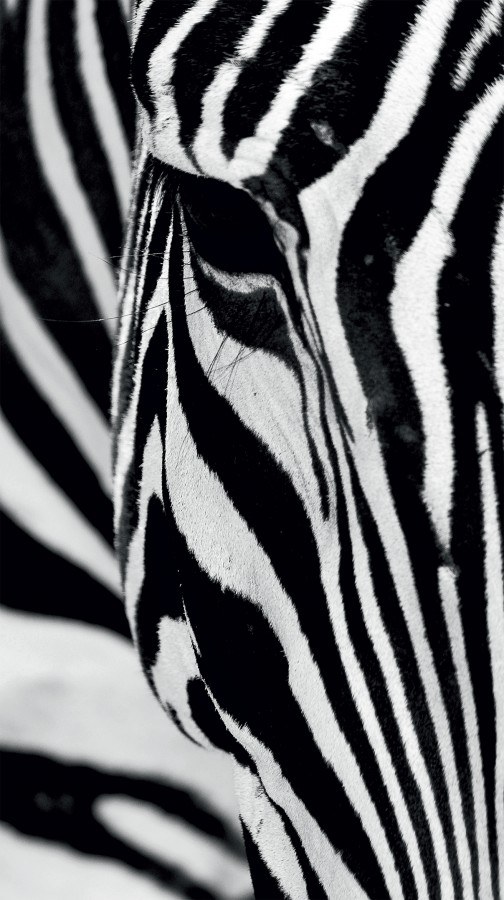 Foto zavjesa Zebra FCSL-7519, 140 x 245 cm - Foto zavjese