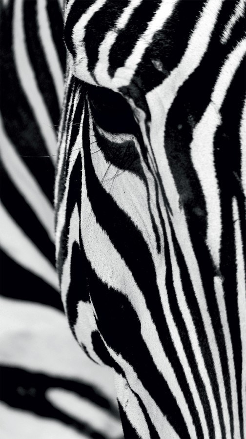 Foto zavjesa Zebra FCPL-6519, 140 x 245 cm - Foto zavjese