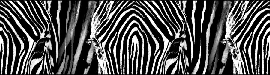 Samoljepljiva bordura Zebra WB8205 - Samoljepljive bordure