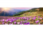 Panoramska flis foto tapeta Šafran na proljeće MP20064 | 375 x 150 cm
