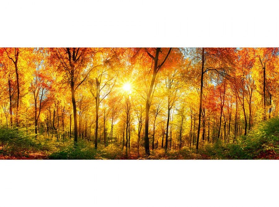Panoramska flis foto tapeta Sunčana šuma MP20067 | 375 x 150 cm