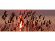 Panoramska flis foto tapeta Trska na jezeru MP20089 | 375 x 150 cm