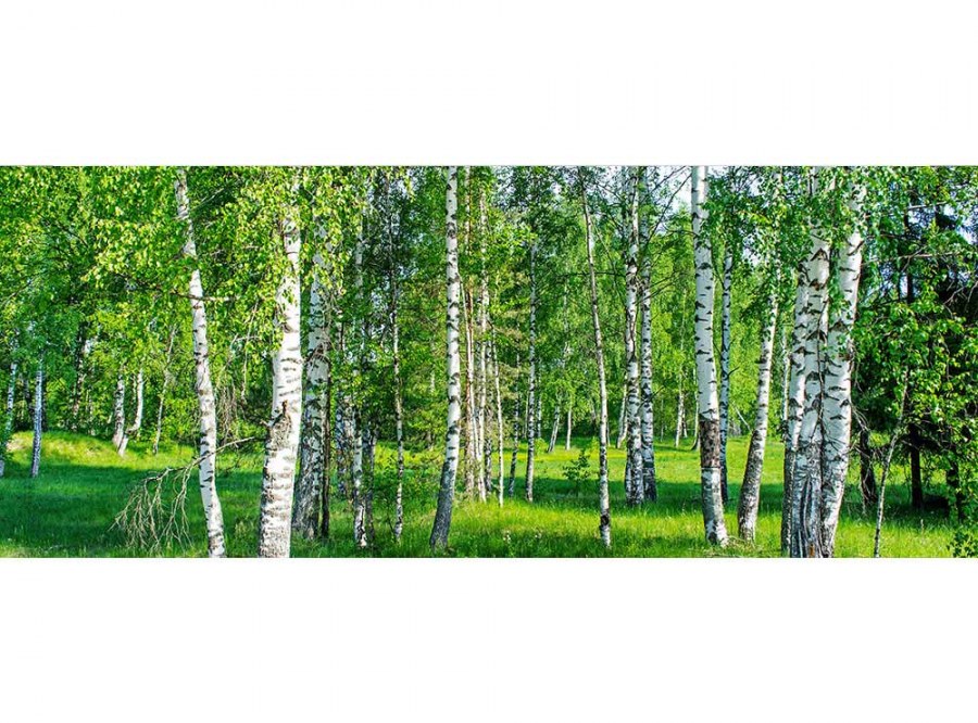 Panoramska flis foto tapeta Brezov lug MP20100 | 375 x 150 cm - Fototapete