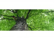 Panoramska flis foto tapeta Krošnja stabala MP20101 | 375 x 150 cm