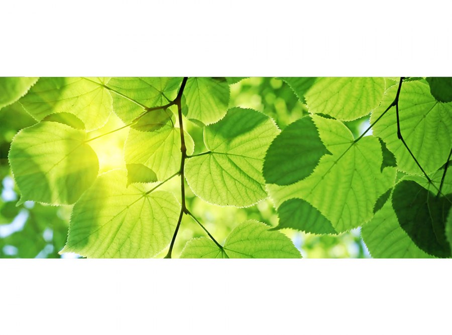 Panoramska flis foto tapeta Zeleno lišće MP20107 | 375 x 150 cm - Fototapete