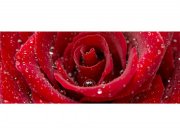 Panoramska flis foto tapeta Crvena ruža MP20138 | 375 x 150 cm