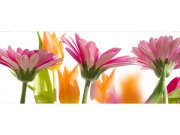 Panoramska flis foto tapeta Proljetni cvijet MP20142 | 375 x 150 cm