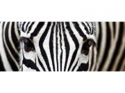 Panoramska flis foto tapeta Zebra MP20234 | 375 x 150 cm