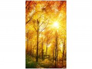 Flis foto tapeta Sunčana šuma MS20067 | 150x250 cm Od flisa