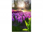 Flis foto tapeta Cvijeće zumbula MS20068 | 150x250 cm Od flisa