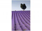 Flis foto tapeta Polje lavande MS20088 | 150x250 cm Od flisa