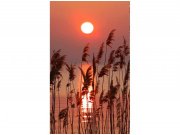 Flis foto tapeta Trska na jezeru MS20089 | 150x250 cm Od flisa