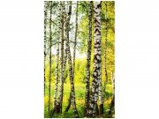 Flis foto tapeta Brezova šuma MS20094 | 150x250 cm Od flisa