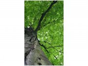 Flis foto tapeta Krošnja stabla MS20101 | 150x250 cm Od flisa