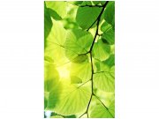 Flis foto tapeta Zeleno lišće MS20107 | 150x250 cm Od flisa