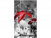 Flis foto tapeta Crveno lišće na crnoj pozadini MS20110 | 150x250 cm Od flisa