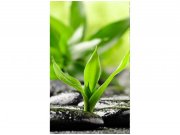 Flis foto tapeta Kamenje Zen MS20116 | 150x250 cm Od flisa