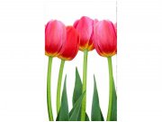 Flis foto tapeta Tulipani MS20126 | 150x250 cm Od flisa