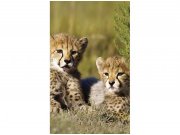 Flis foto tapeta Gepardi MS20229 | 150x250 cm Od flisa