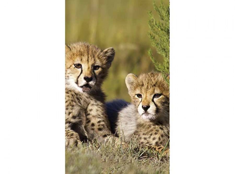 Flis foto tapeta Gepardi MS20229 | 150x250 cm