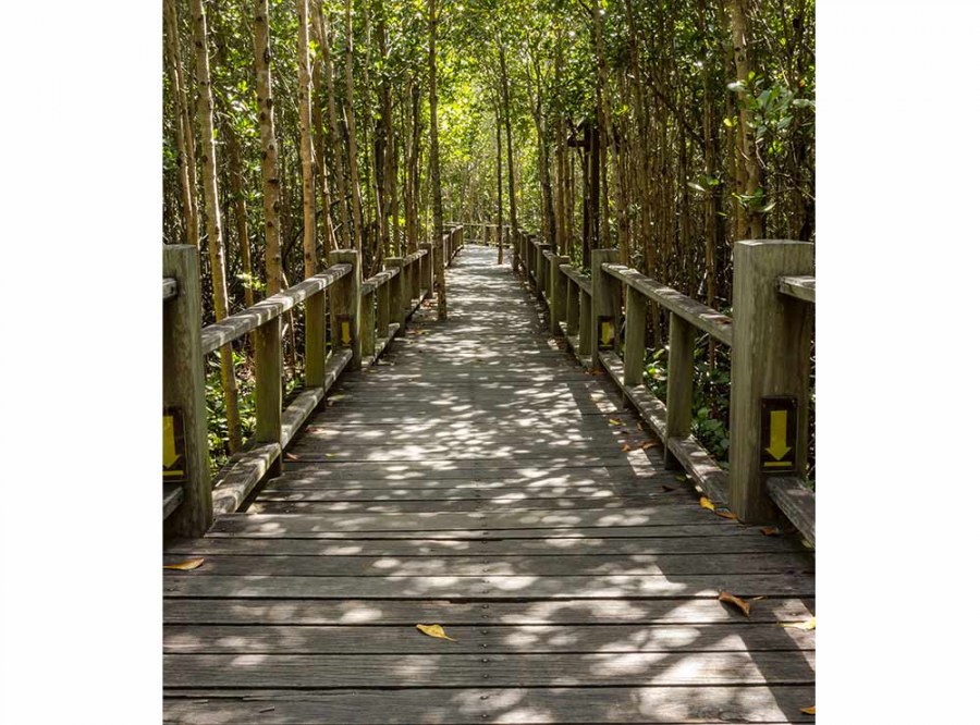 Flis foto tapeta Mangrovska šuma MS30059 | 225x250 cm