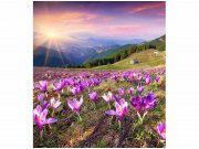 Flis foto tapeta Šafrani na proljeće MS30064 | 225x250 cm Od flisa