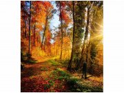 Flis foto tapeta Šetnjica šumom MS30065 | 225x250 cm Od flisa