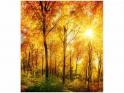 Flis foto tapeta Sunčana šuma MS30067 | 225x250 cm Od flisa