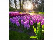 Flis foto tapeta Cvijeće zumbula MS30068 | 225x250 cm Od flisa