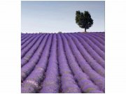Flis foto tapeta Polje lavande MS30088 | 225x250 cm Od flisa