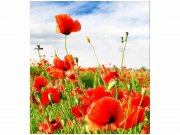 Flis foto tapeta Crveni mak MS30090 | 225x250 cm Od flisa