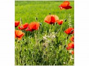 Flis foto tapeta Makovo polje MS30092 | 225x250 cm Od flisa