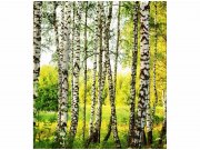 Flis foto tapeta Brezova šuma MS30094 | 225x250 cm Od flisa