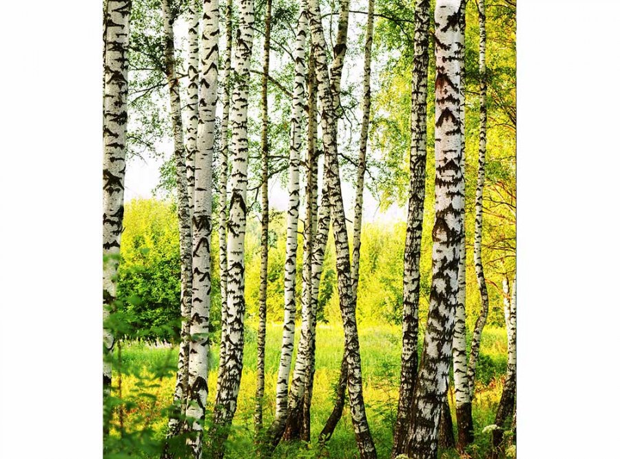 Flis foto tapeta Brezova šuma MS30094 | 225x250 cm