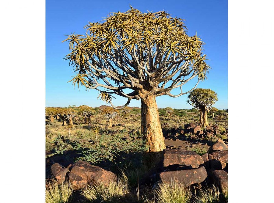 Flis foto tapeta Namibija MS30103 | 225x250 cm