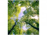 Flis foto tapeta Stabla u oblacima MS30104 | 225x250 cm Od flisa