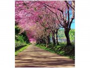 Flis foto tapeta Cvjetnica MS30106 | 225x250 cm Od flisa