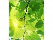 Flis foto tapeta Zeleno lišće MS30107 | 225x250 cm Od flisa