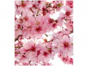 Flis foto tapeta Cvijet jabuke| MS-3-0108 | 225x250 cm Od flisa