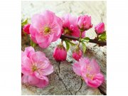 Flis foto tapeta Sakura MS30109 | 225x250 cm Od flisa