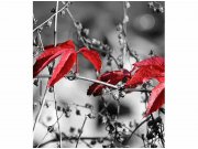 Flis foto tapeta Crveno lišće na crnoj pozadini MS30110 | 225x250 cm Od flisa