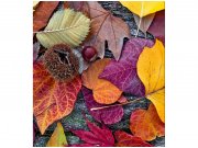 Flis foto tapeta Jesenjsko lišće MS30112 | 225x250 cm Od flisa