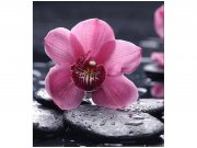 Flis foto tapeta Orhideja MS30120 | 225x250 cm Od flisa
