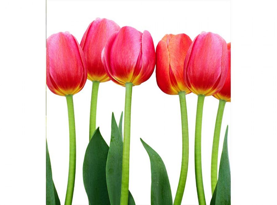 Flis foto tapeta Tulipani MS30126 | 225x250 cm