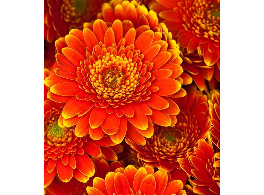 Flis foto tapeta Gerbera MS30131 | 225x250 cm