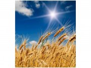 Flis foto tapeta Pšenično polje MS30136 | 225x250 cm Od flisa
