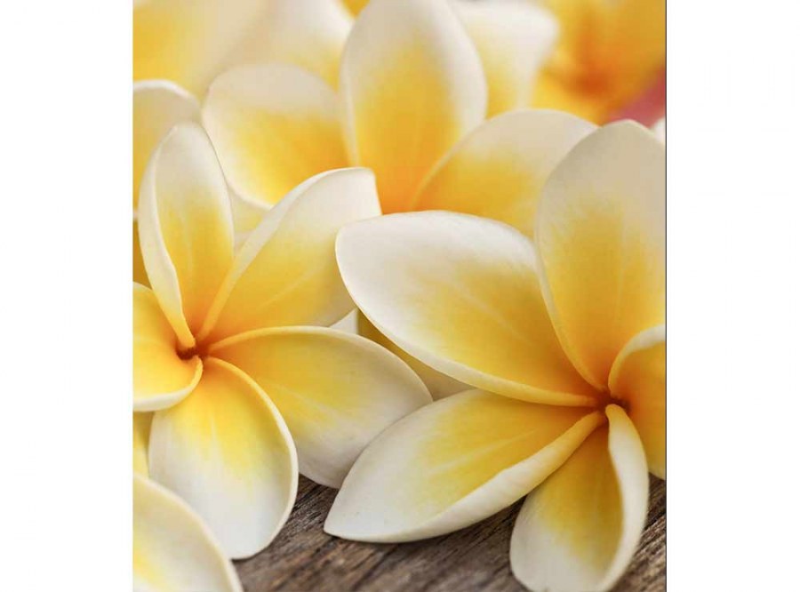 Flis foto tapeta Frangipani MS30140 | 225x250 cm