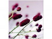 Flis foto tapeta Ljubičasti cvijet MS30141 | 225x250 cm Od flisa