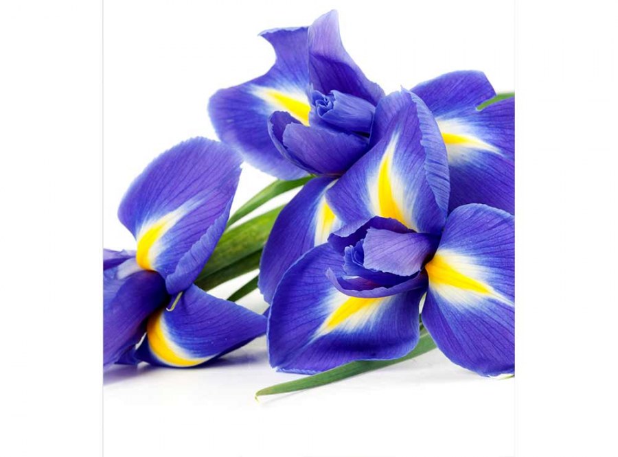 Flis foto tapeta Iris MS30149 | 225x250 cm